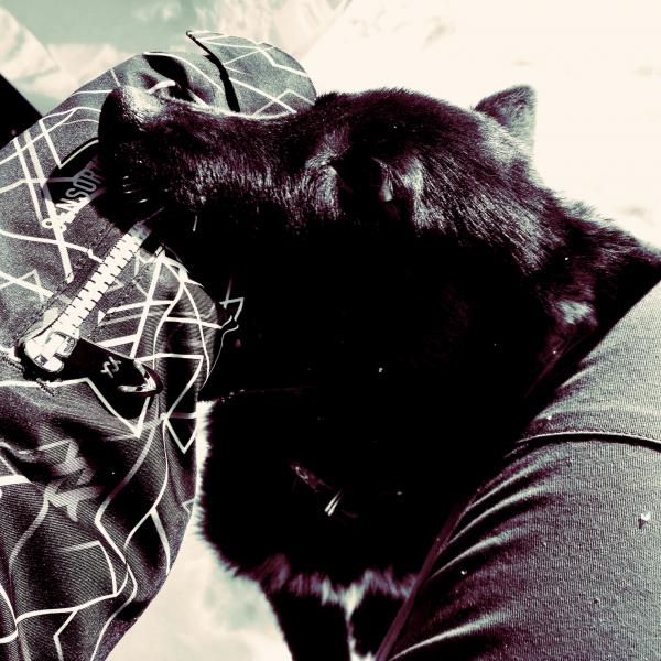 Black dog, canine mouth