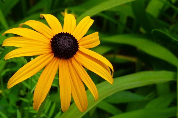 Black Eyed Susan Flower Close Up