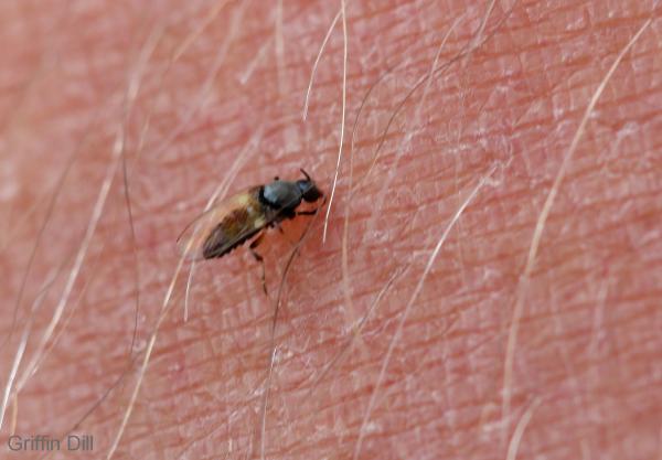 Black Flies