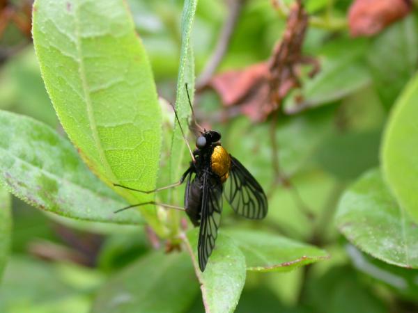 Black fly with a golden back