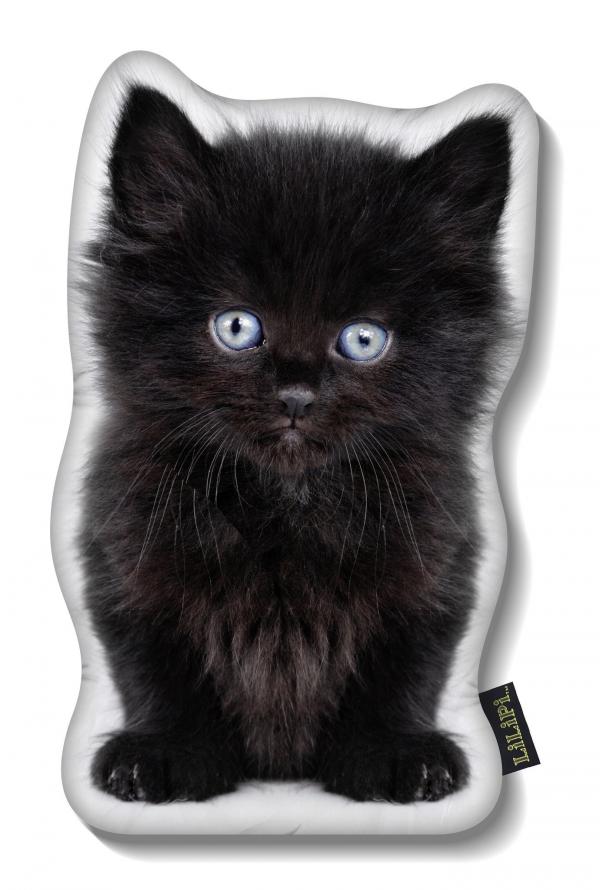 Black kitten