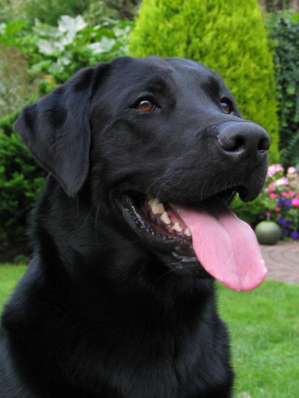 Black Labrador