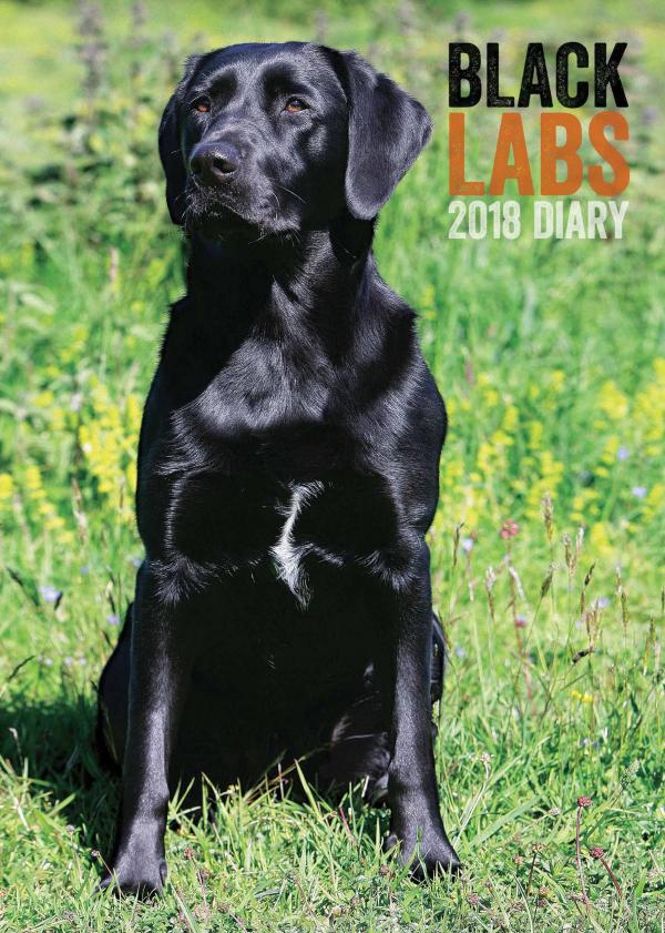 Labrador