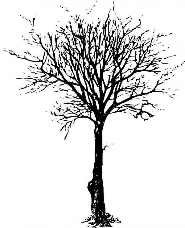 Black Leafless Tree