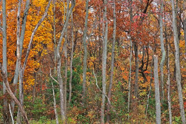 Black Marsh Fall Foliage - HDR