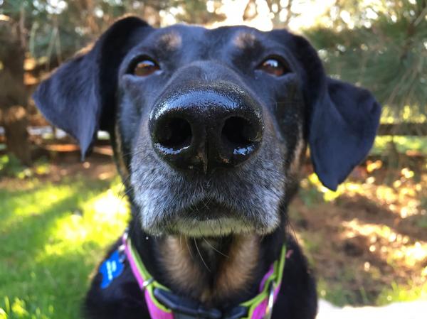 Black mixed breed dog