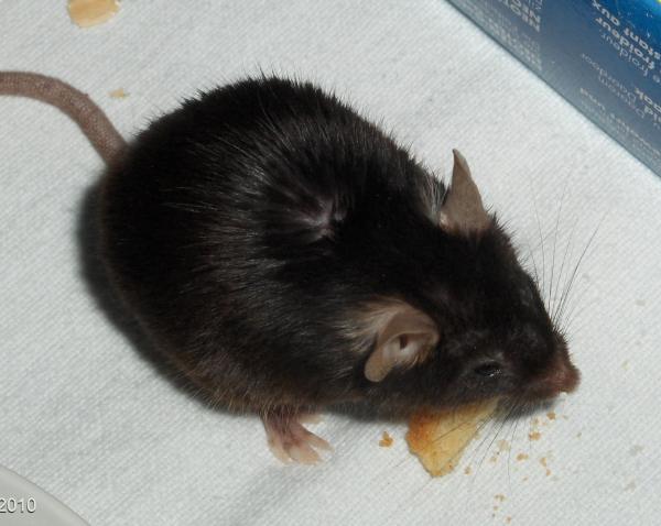 Black Mouse