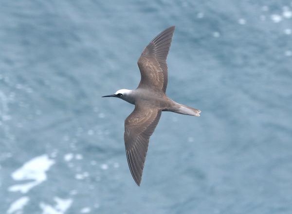 BLACK NODDY (9-10-2017) malanogenys race, holei sea arch, chain of craters road, hawai'i volcanoes national park, hawai.i co, hawaii -01