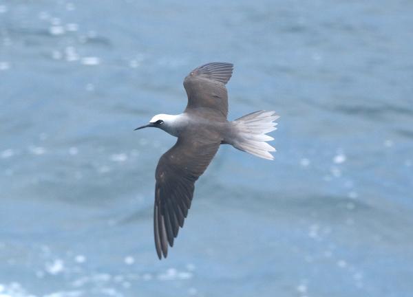 BLACK NODDY (9-10-2017) malanogenys race, holei sea arch, chain of craters road, hawai'i volcanoes national park, hawai.i co, hawaii -02