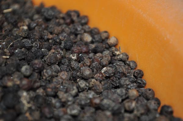 Black Pepper
