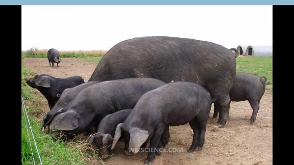 Chinese Black Pig