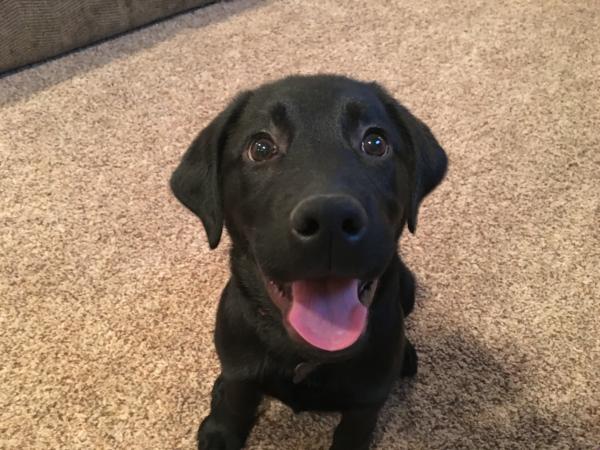 Black puppy