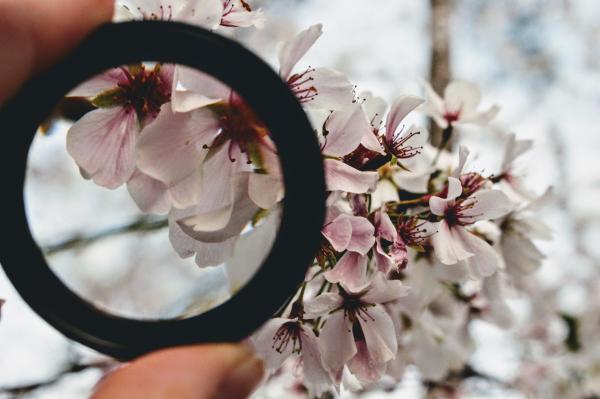 Black Ring in Front of White Orchid Selective Focus Photography