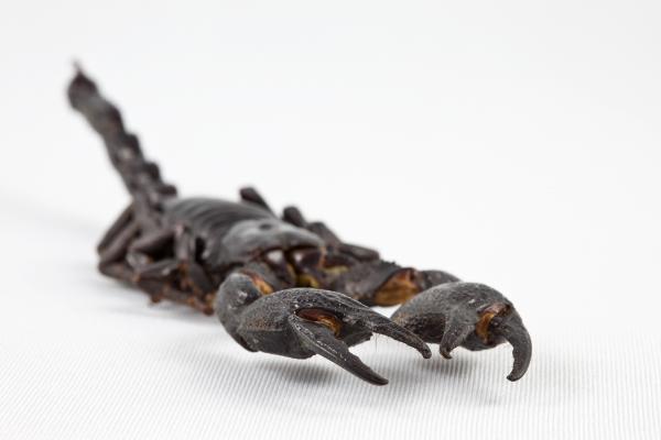 Black Scorpion Close-up