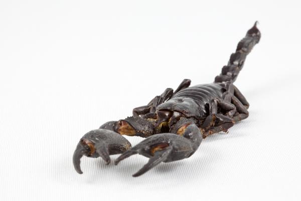 Black Scorpion Close-up
