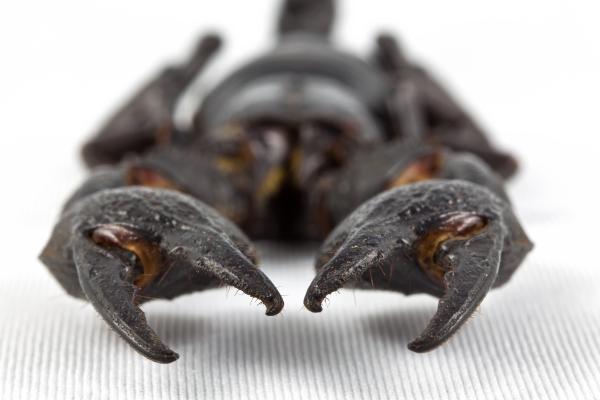 Black Scorpion Close-up
