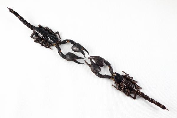 Black Scorpion Pair