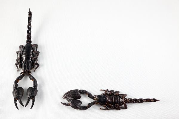 Black Scorpion Pair