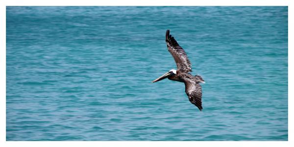 Black Sea Gulf Flying on Water Surface during Daytime