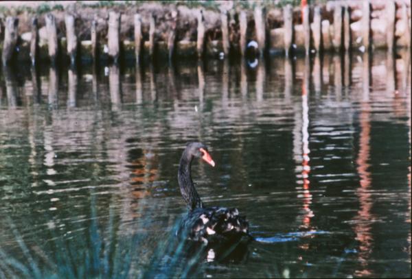 Black swan