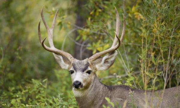 Deer