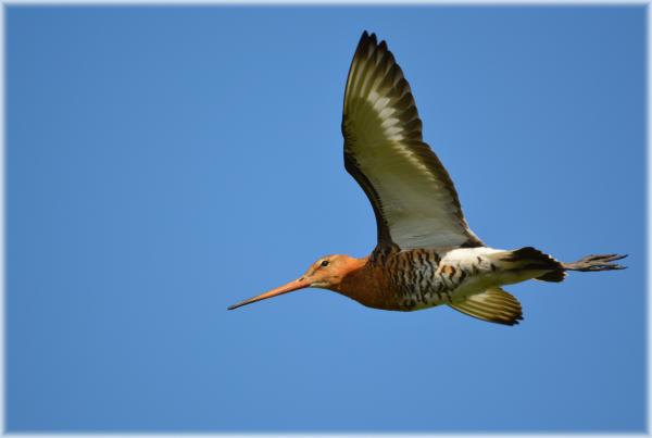 Black-tailed Godwit