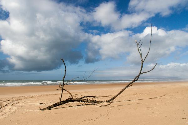 Black Tree Branch on Seashore Under White Clouds