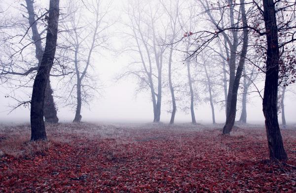 Black Trees