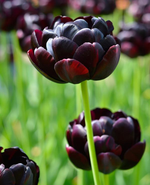 Black tulips