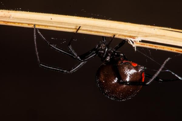 Black Widow Spider