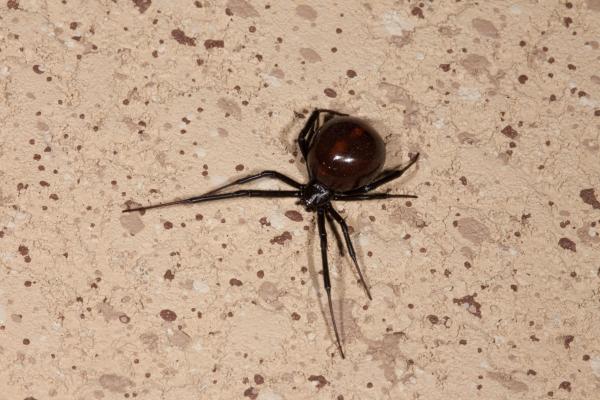 Black Widow Spider