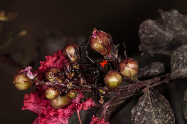 Black Widow Spider