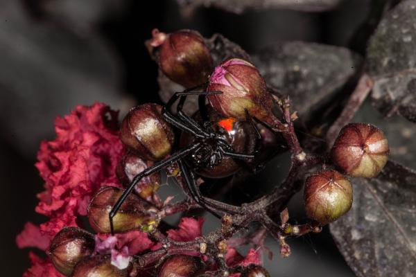 Black Widow Spider