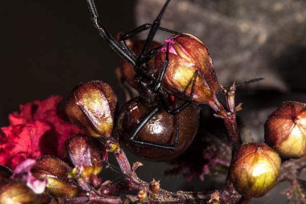 Black Widow Spider