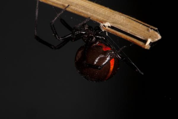 Black Widow Spider