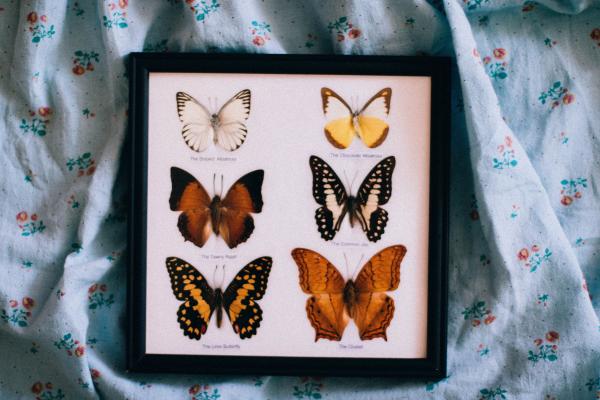 Black Wooden Framed Shadow Box of Butterflies