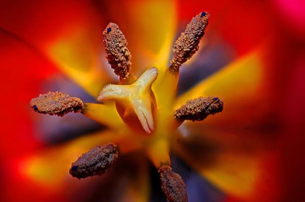 Black Yellow and Red Flower Stigma in Tilt Shift Lens