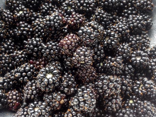 Blackberries