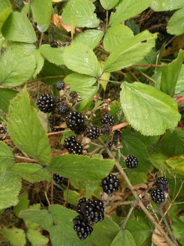 Blackberries