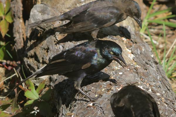 Blackbird
