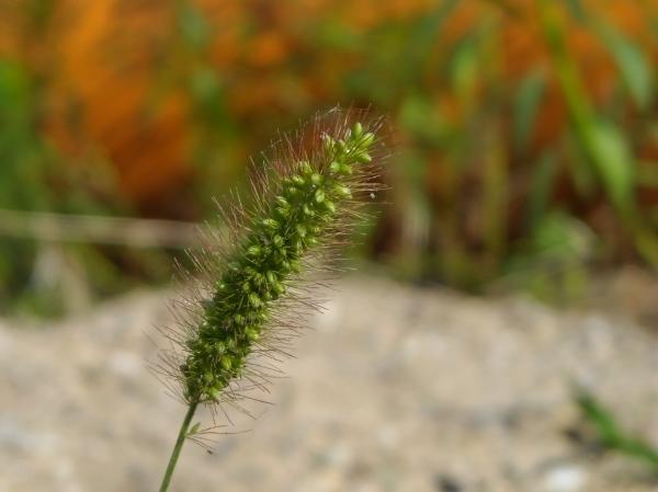 Blade of grass