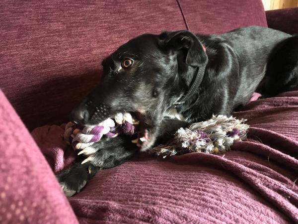 Blake Enjoys a Gift from Felix