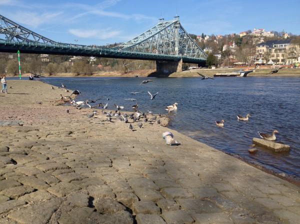 Blaues Wunder Dresden