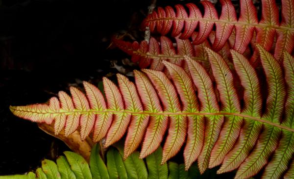 Blechnum novae-zelandiae,(palm-leaf fern )