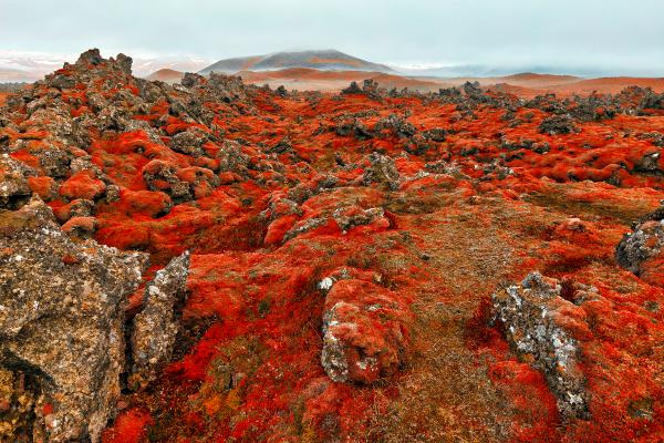 Blood Moss Netherworld