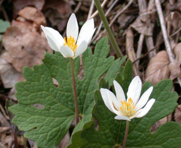 Bloodroot