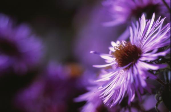 Bloom