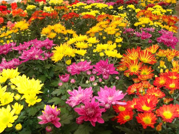 Blooming plant