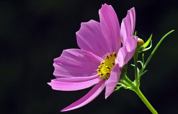 Blooming