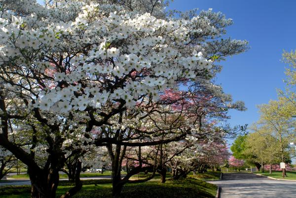 Blooming dogwood